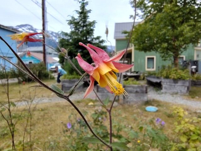 Image for Red Columbine Flower