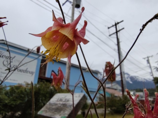 Image for Red Columbine Flower #2