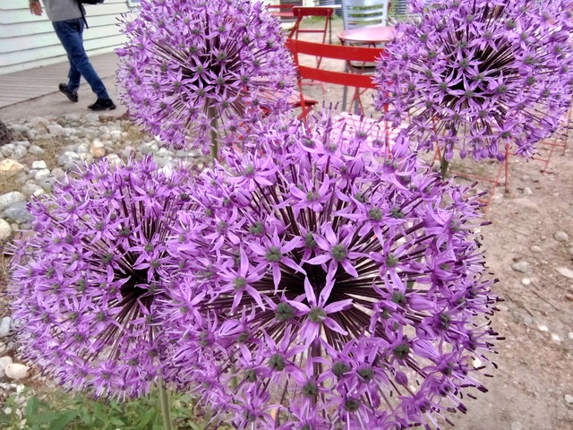 Image for Giant Allium Flower